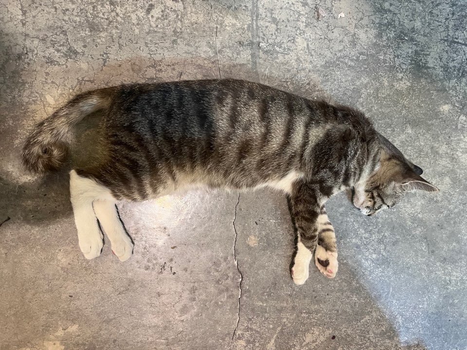 예스동물병원_427346202301247